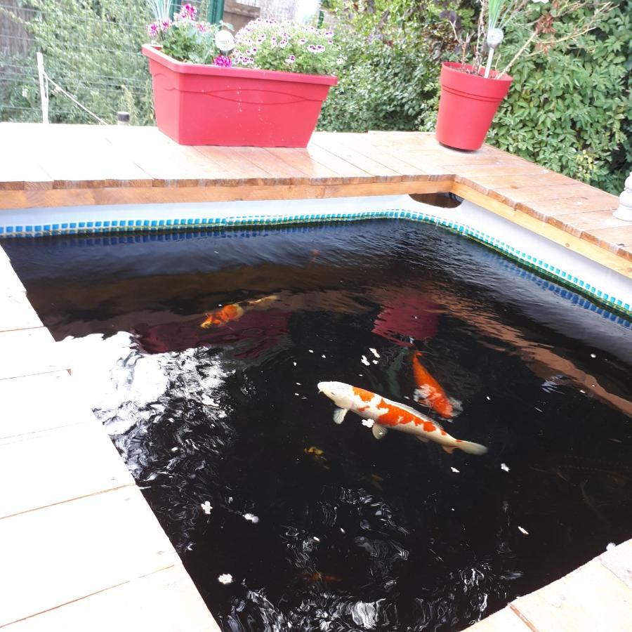 Au Paradis Des Crins Studio Rez De Chaussee Avec Jardin Et Un Autre Studio En Duplex Avec Terrasse Lejlighed Templeuve-en-Pevele Eksteriør billede